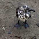 Oil-Spill-Disaster-03.jpg