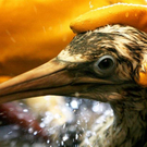 Oil-Spill-Disaster-04.jpg
