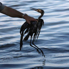 Oil-Spill-Disaster-06.jpg