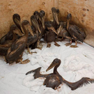 Oil-Spill-Disaster-07.jpg