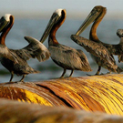 Oil-Spill-Disaster-09.jpg