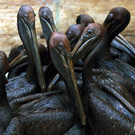 Oil-Spill-Disaster-11.jpg