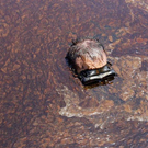 Oil-Spill-Disaster-13.jpg