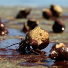 Oil-Spill-Disaster-15.jpg