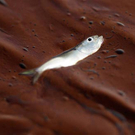Oil-Spill-Disaster-16.jpg