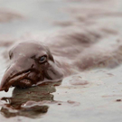 Oil-Spill-Disaster-19.jpg
