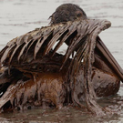 Oil-Spill-Disaster-21.jpg