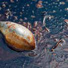 Oil-Spill-Disaster-26.jpg