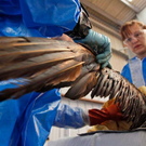 Oil-Spill-Disaster-27.jpg