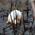 Oil-Spill-Disaster-30.jpg