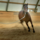 pferd.JPG