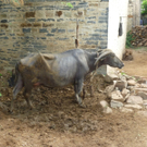 indien_160710_2002_jpg-1279546403