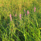 Ein Sommerabend im Grebauermoos in Bezau