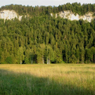 IMG_4467.jpg