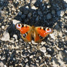 IMG_4485.jpg