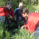 Bilder: Reh im Almknal