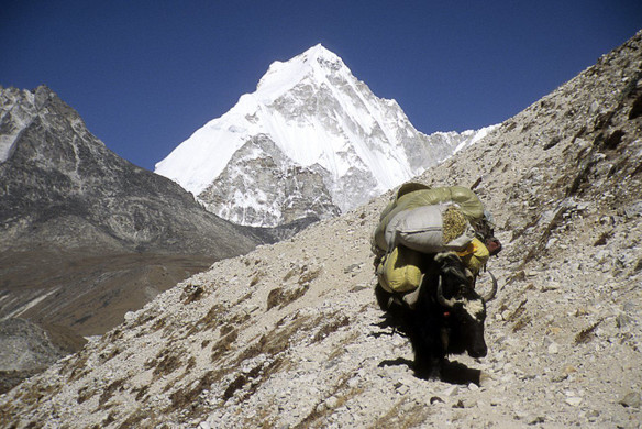Yak.jpg