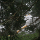 normal_230710hubschraubergmaktivnews_20_26_.jpg