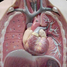 thoraxu _8_.jpg
