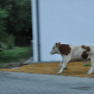 26072010jungstierb588fibaktivnews_20_10_.jpg