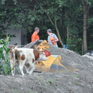 26072010jungstierb588fibaktivnews_20_6_.jpg