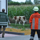 26072010jungstierb588fibaktivnews_20_9_.jpg