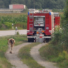 26072010jungstierb588fibaktivnews.jpg