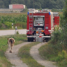 normal_26072010jungstierb588fibaktivnews_20_15_.jpg