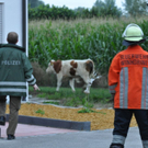 normal_26072010jungstierb588fibaktivnews_20_17_.jpg