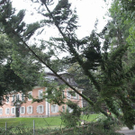 Baum450.jpg