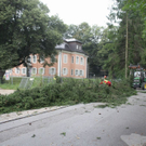 normal_27072010baumnonntaltaaktivnews_01.jpg