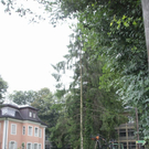 normal_27072010baumnonntaltaaktivnews_02.jpg