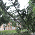 normal_27072010baumnonntaltaaktivnews_05.jpg