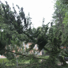 normal_27072010baumnonntaltaaktivnews_06.jpg