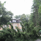 normal_27072010baumnonntaltaaktivnews_07.jpg
