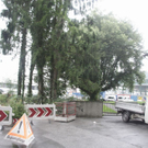 normal_27072010baumnonntaltaaktivnews_13.jpg