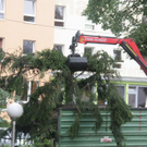 normal_27072010baumnonntaltaaktivnews_15.jpg