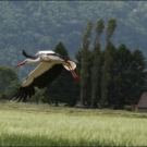 Ein Storch verfolgte auch das Geschehen in Bangs