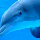 Delphin.jpg