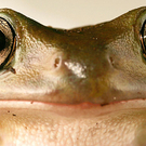 Frosch.jpg