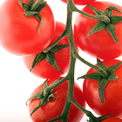 tomaten.jpg