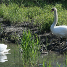 Schwaene und Libelle im Biotop Paspels