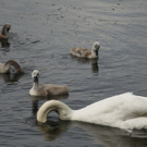 IMG_7942_jpg-1280761069