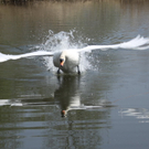 Schwan und Libelle 010 349_jpg-1280761131