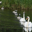 titel schwan_jpg-1280761184