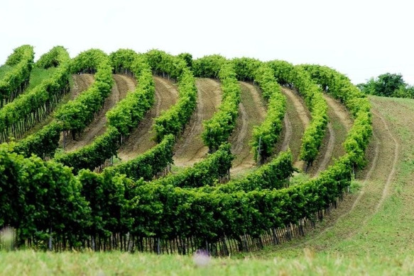 walter7_JPG-1280844856