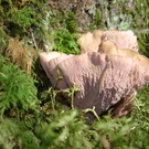 Schweinsohr-Zi-00097.JPG