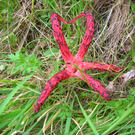 Tintenfischpilz-JFrick-2461.JPG