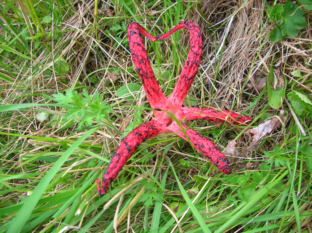 Tintenfischpilz-JFrick-2461.JPG