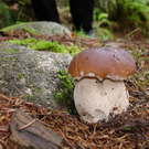Steinpilz-Zi-0026.JPG